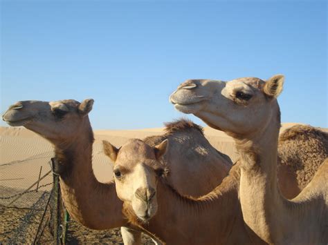 Animals pictures wallpapper: Camels the “ships of desert” pictures and wallpaper 2