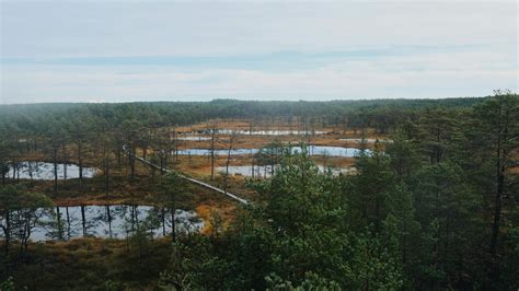 Free stock photo of environment, estonia, forest