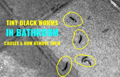 Little Tiny Black Worms in the Shower-Causes & How to Get Rid - Toiletseek
