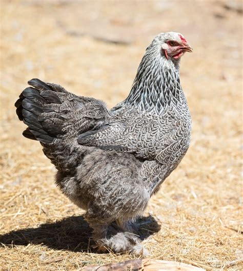 Brahma Chicken Breed – What You Need to Know | LaptrinhX / News