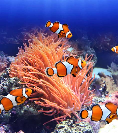 12 Fascinating Clownfish Facts And Information For Kids