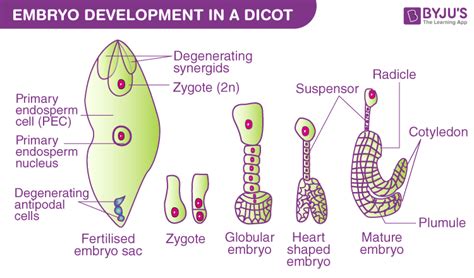 What Is Embryo in Plants? - BYJU'S NEET