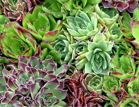 Zone 9 Succulents - Best Succulent Ideas