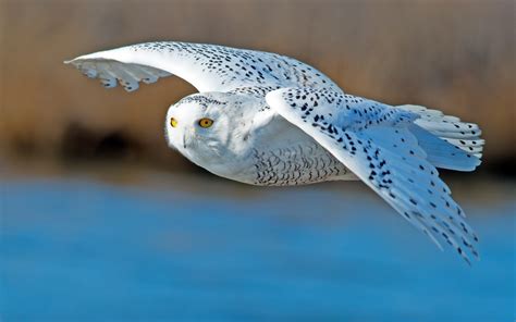 Snowy Owl Windows 10 Theme - themepack.me