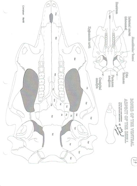 Manatee Skeletal Anatomy Images - Fossil ID - The Fossil Forum