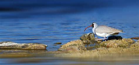 Wildlife Holidays in Kazakhstan for 2024/25 - Naturetrek