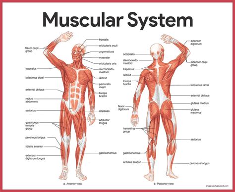 The Muscular System Labeled - koibana.info | Muscular system, Muscular system anatomy, Muscle system