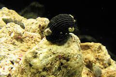 4 Aquatic Snail Species for Your Freshwater Aquarium - PetHelpful