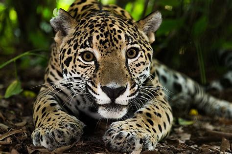 What Animals Live In Nicaragua? - WorldAtlas