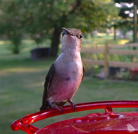 The Hummingbird feeder — Ostdrossel™