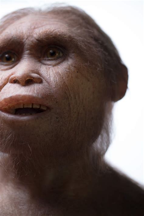 Homo floresiensis Remains Unique, Valid Species | Sci.News