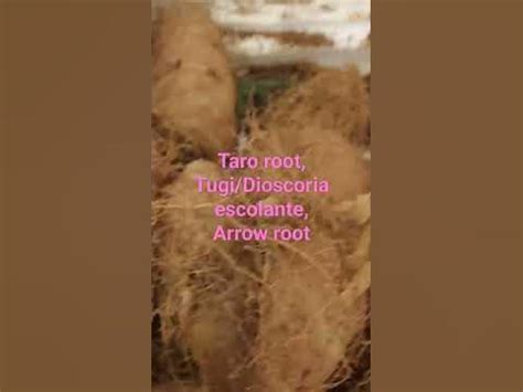 Three kinds of root crops,taro,tugi ＆ sago - YouTube