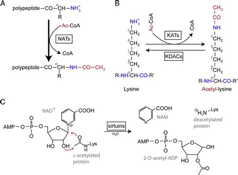 Brief Introduction of Protein Acetylation - Creative Proteomics Blog