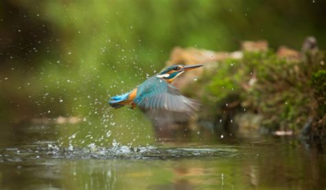 Photo of Common Kingfisher Flying Above River · Free Stock Photo