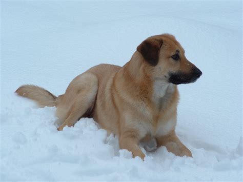 Chinook Dog Facts, Temperament, Care, Training, Puppies, Pictures