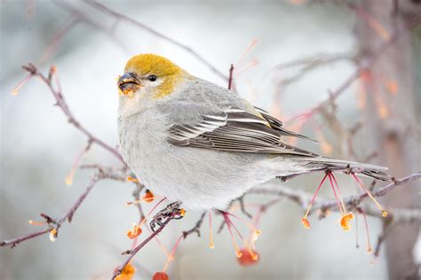 Pin by Diane Craker on oiseau in 2021 | Wildlife photography, Pine ...