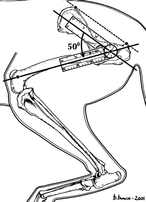 Hip joint flexion. | Download Scientific Diagram