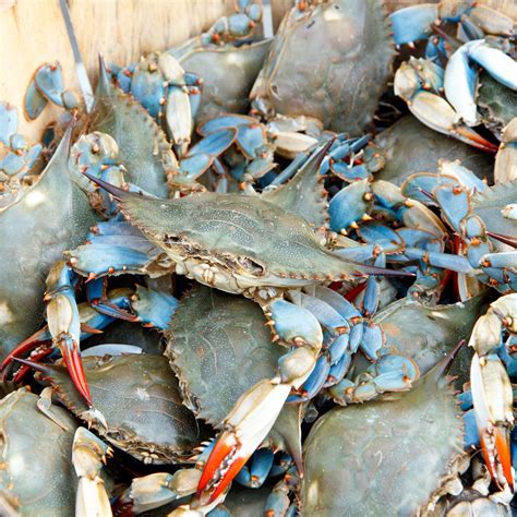 Everything You Need to Know to go Crabbing at the New Jersey Shore!