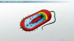 Which Best Describes Bacteria in Kingdom Monera