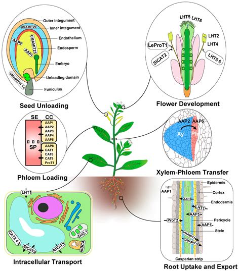 Plants | Free Full-Text | Amino Acid Transporters in Plants: Identification and Function