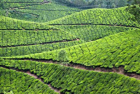 Tea plantation,Tea Crop 1326201 Stock Photo at Vecteezy