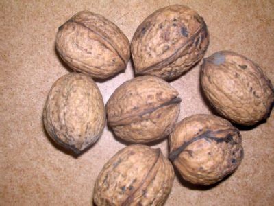 Common walnut - World Crops Database