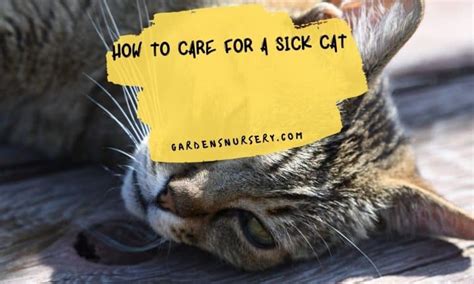 How To Care For A Sick Cat | Shops Pets