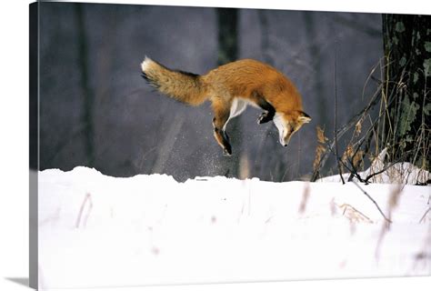 Red Fox Jumping In The Snow Wall Art, Canvas Prints, Framed Prints ...