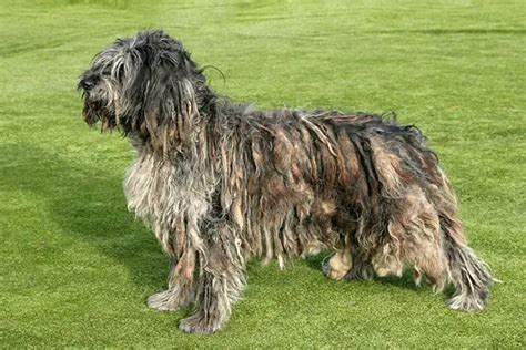 Dog breed, Bergamasco Sheepdog - Furry Friends Gear