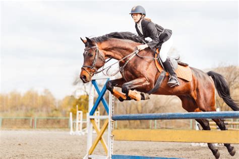 11 Best Horse Breeds for Jumping Big and Clear