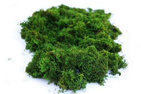 1 lb Bulk Preserved Loose Forest Moss in Spring Green.