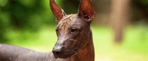 Xoloitzcuintli Dog Breed Guide | TrustedHousesitters.com