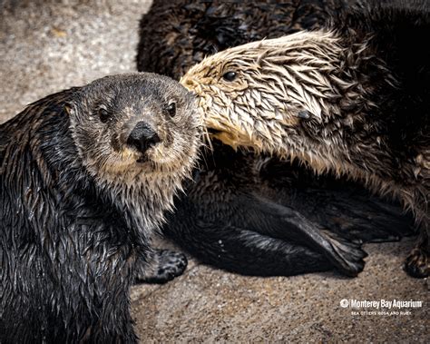 Sea otters Rosa and Ruby wallpaper from the Monterey Bay Aquarium