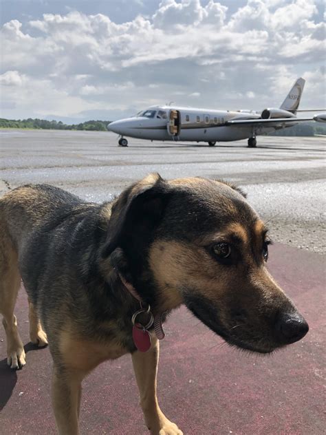 Airport dogs are the best dogs. : r/aviation