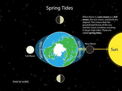 Spring Tide Diagram