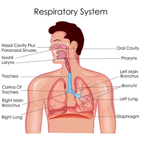 Respiratory System Diagram | Quizlet