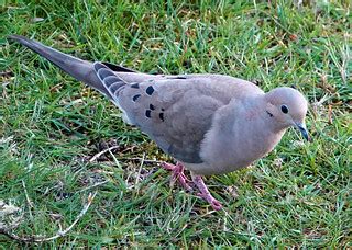 Mourning Dove Zenaida macroura | I love these birds. They ar… | Flickr