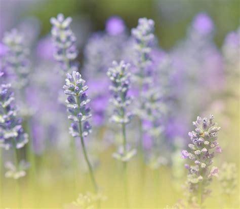 Lavender Field.. Photograph by Juliana Nan - Fine Art America