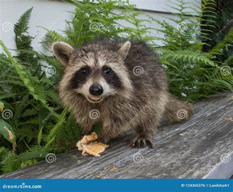 A Baby Raccoon Eating on a Gray Bench.. Stock Photo - Image of curious ...