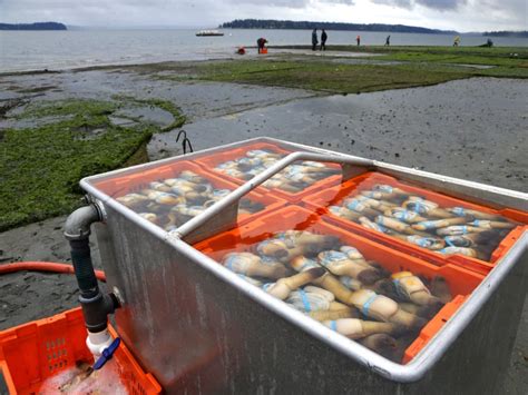 Geoduck farming takes off as demand for clams grows in Asia - TODAY