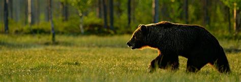 Wildlife Holidays in Sweden - Naturetrek