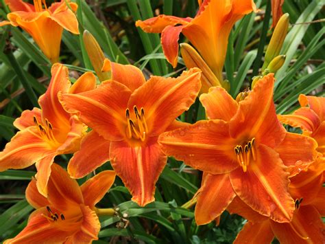 Daylily 3 Live Plants Double Red Reblooming Perennial Flower DOUBLE FIRECRACKER