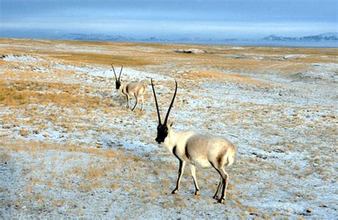 Genome of Tibetan Antelope Sequenced | Sci.News