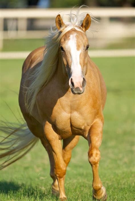 a brown and white horse running in the grass with its hair blowing in the wind