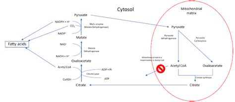 De novo synthesis of fatty acids (Palmitic acid) : Pharmaguideline