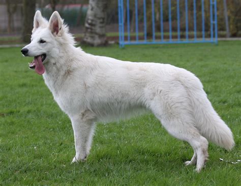 American White Shepherd - Puppies, Rescue, Pictures, Information ...