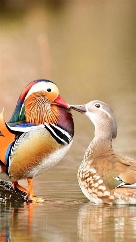 Update 73+ mandarin duck couple wallpaper super hot - 3tdesign.edu.vn