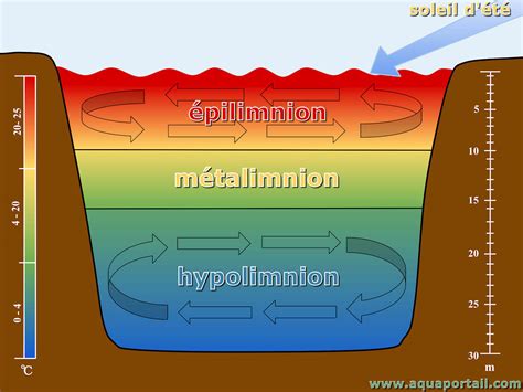 Épilimnion : définition et explications – AquaPortail