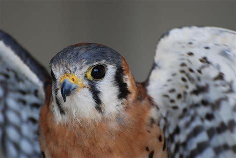 Kestrel Falcon Photograph by Amy Porter