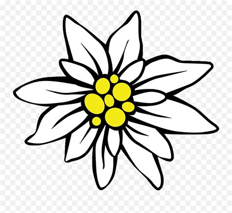 Edelweiss Drawing Are you searching for edelweiss png images or vector